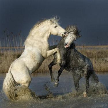 Les chevaux de camargue